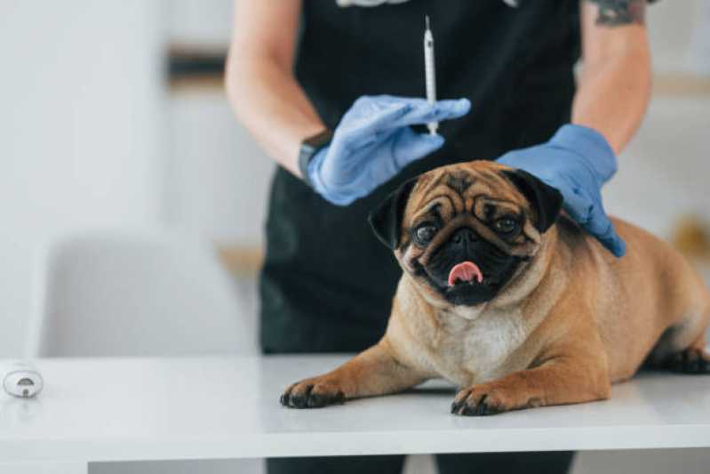 Vacina Antirrábica para Cães Praia de Belas - Vacina Antirrábica Animal