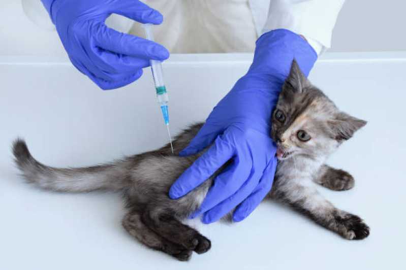 Vacina Antirrábica para Gato Agendar Lami - Vacina de Raiva Gato