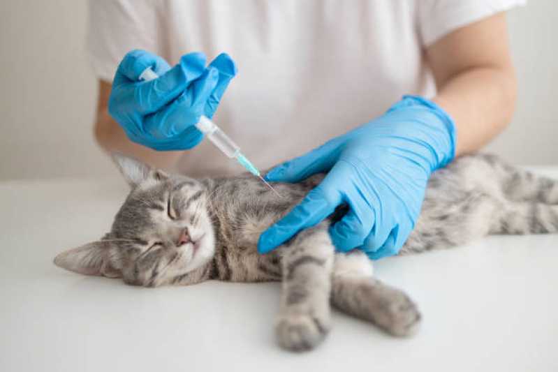 Vacina Antirrábica para Gato Morro Santana - Vacina para Gato V4