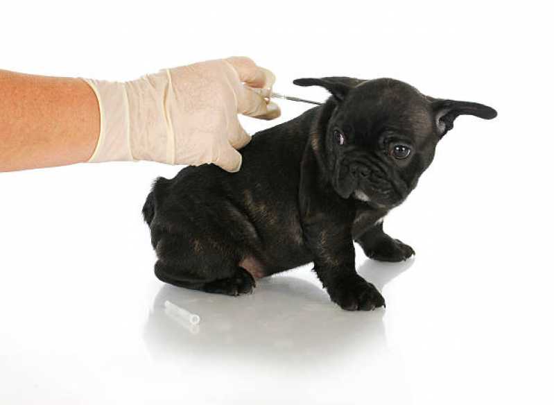 Vacina contra Raiva em Cachorro Agendar Auxiliadora - Vacina Antirrábica Animal