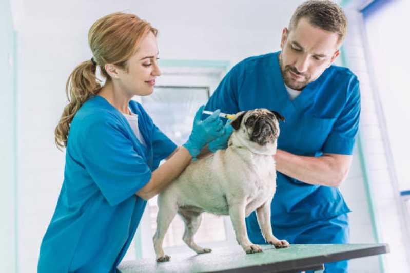 Vacina contra Raiva em Cachorro Boa Vista - Vacina Antirrábica Animal