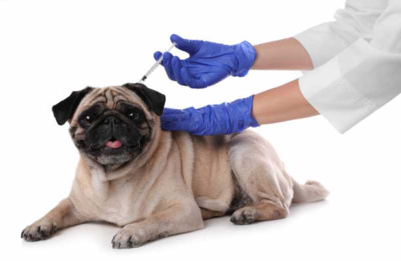 Vacina contra Raiva Gato Agendar Cidade Baixa - Vacina de Raiva para Cachorro