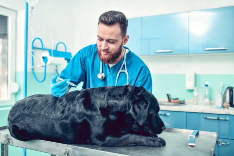 Vacina contra Raiva para Cachorro Agendar São Lucas - Vacina de Raiva Gato