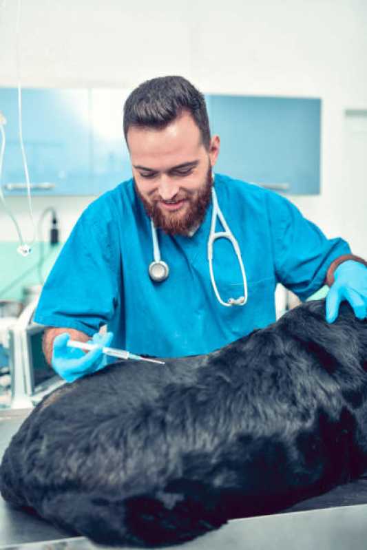 Vacina contra Raiva para Cachorro Santa Cecília - Vacina de Raiva Gato