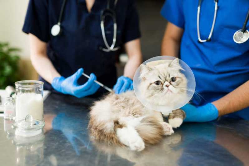 Vacina de Raiva Gato Agendar Bom Jesus - Vacina Antirrábica Animal