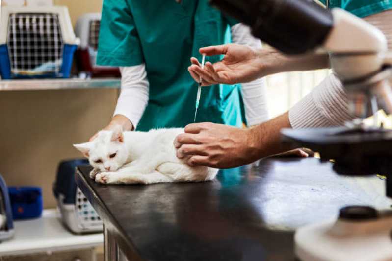 Vacina de Raiva Gato Rio Branco - Vacina Antirrábica Animal
