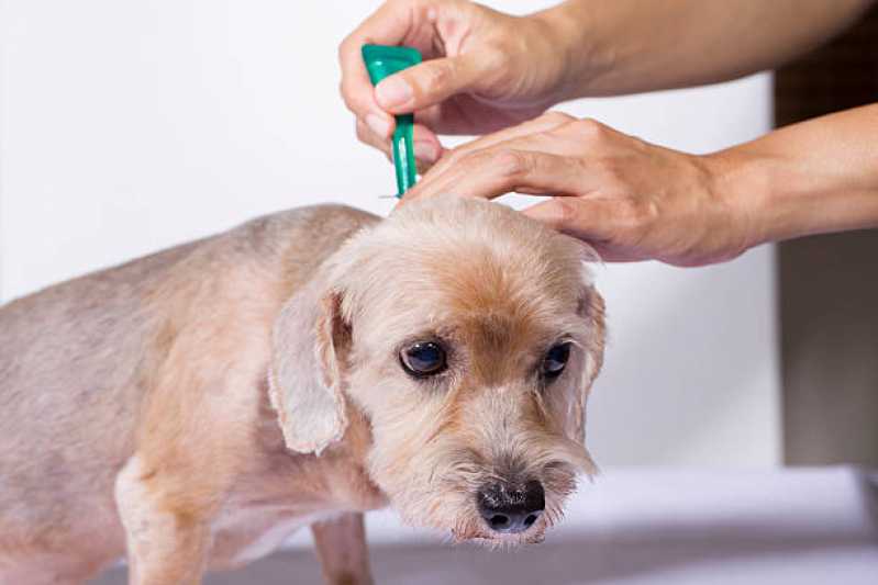 Vacina de Raiva para Cachorro Agendar Chácara das Pedras - Vacina contra Raiva para Cachorro