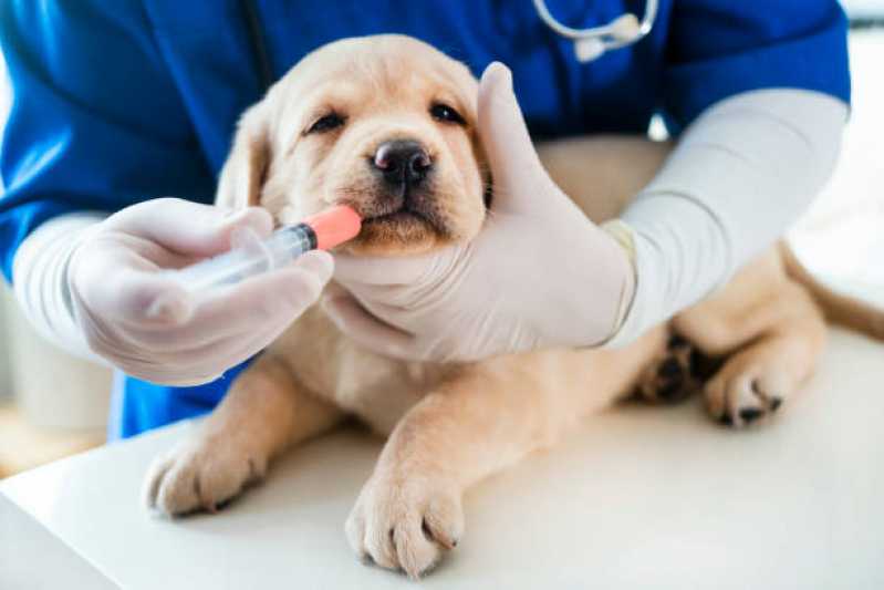 Vacina de Raiva para Cachorro Vila Eunice Velha - Vacina para Gato V4