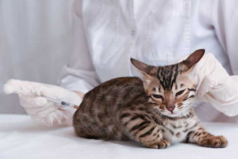 Vacina de Raiva para Gatos Agendar Santa Maria Goretti - Vacina de Raiva Gato