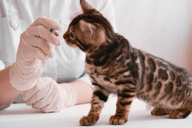 Vacina de Raiva para Gatos Centro Histórico - Vacina para Gato V4