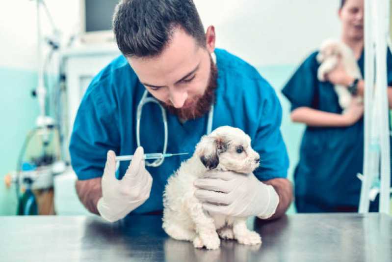 Vacina Fiv Felv Boa Vista - Vacina contra Raiva para Cachorro