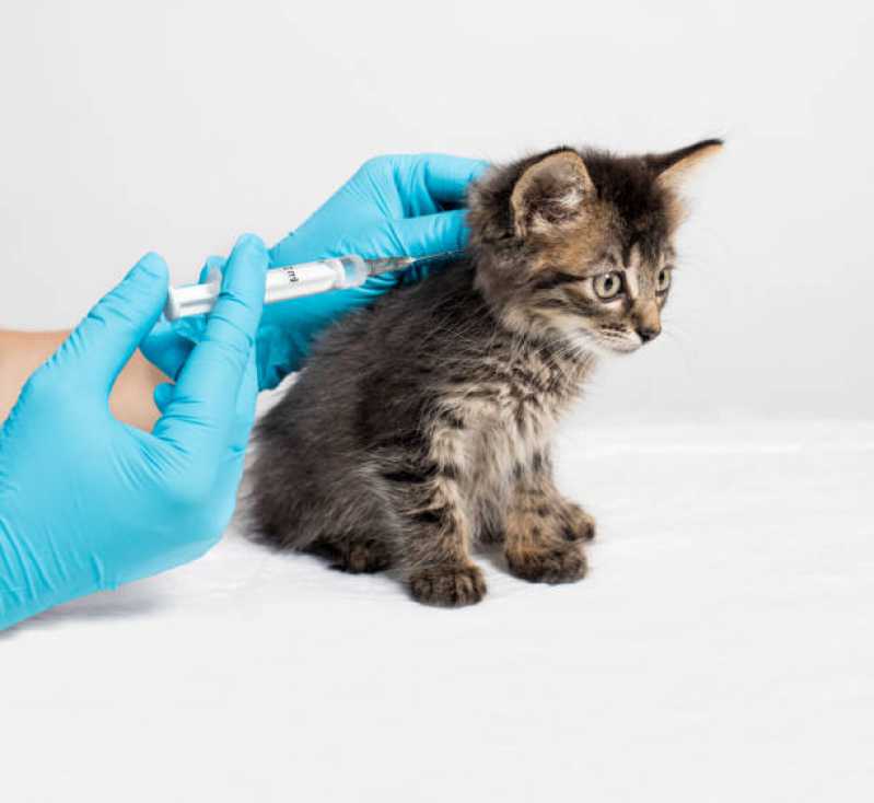 Vacina para Filhote de Gato Agendar Nonoai - Vacina para Gato V4