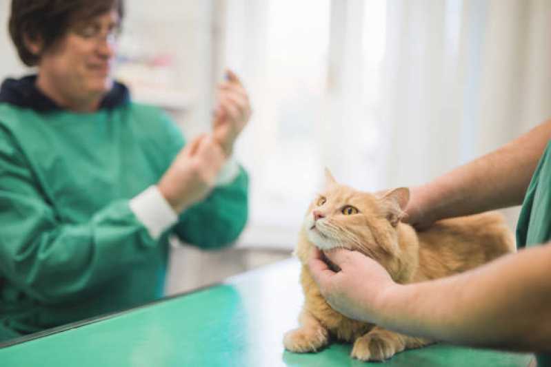 Vacina para Gato V4 Agendar Passo Pedras - Vacina Antirrábica Animal