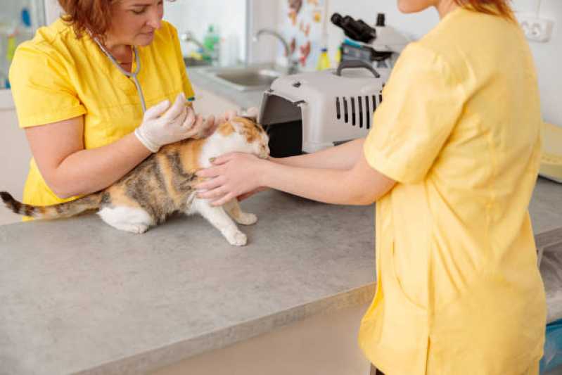 Vacina para Gato V4 Bom Fim - Vacina Antirrábica Animal